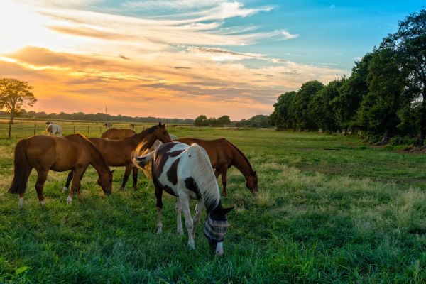 Paarden in een weiland - paard verkopen via Paardenadvertenties.nl