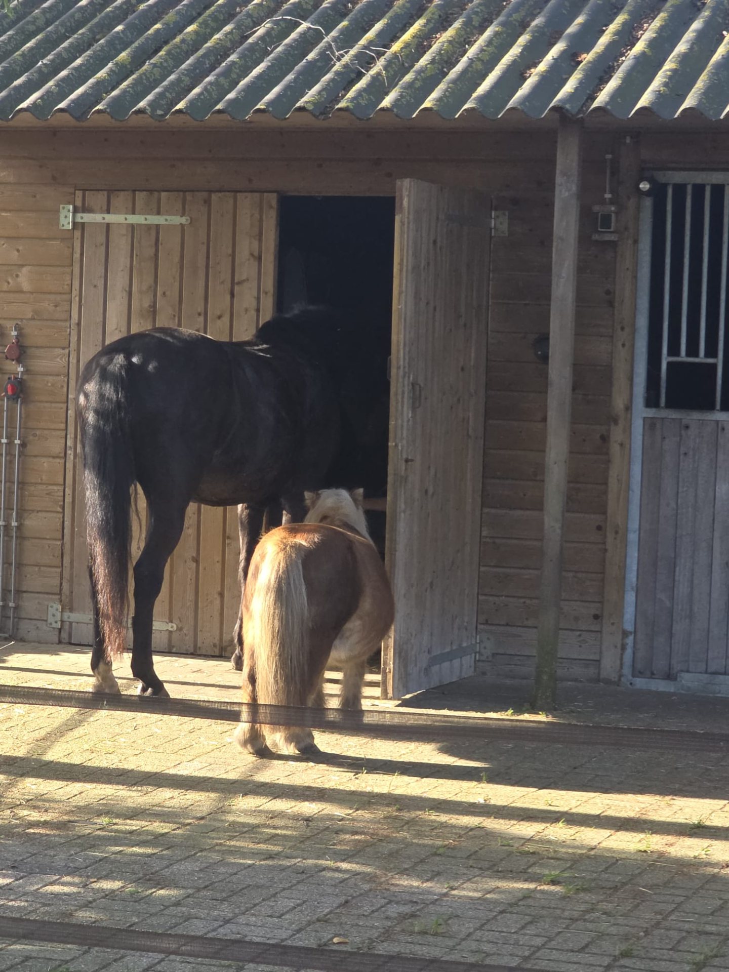 GEZOCHT lief dressuur paard in Oud Gastel