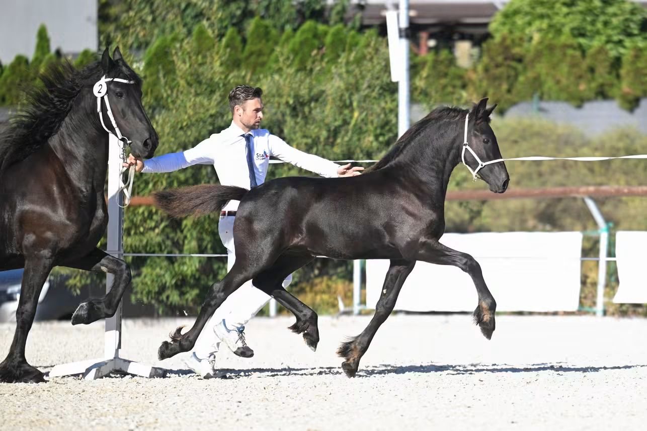 Exceptional Friesian Filly for Sale – The Only 1st Premium & Champion of the Inspection! in Hodonín
