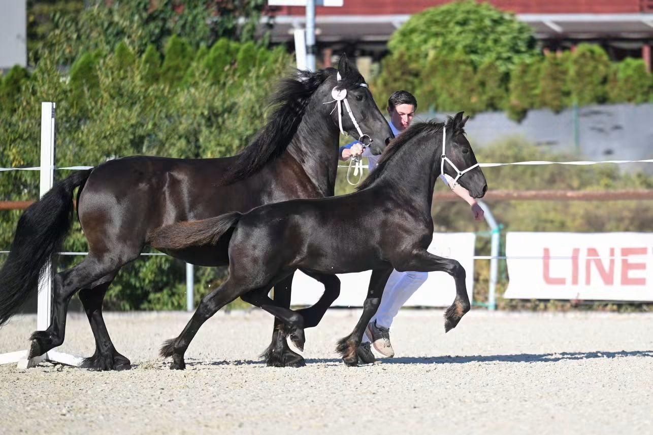 Foto 2 van Exceptional Friesian Filly for Sale – The Only 1st Premium & Champion of the Inspection!